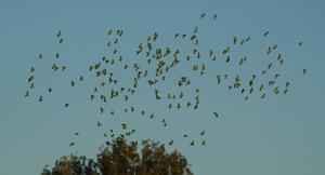 S Texas parrot flock
