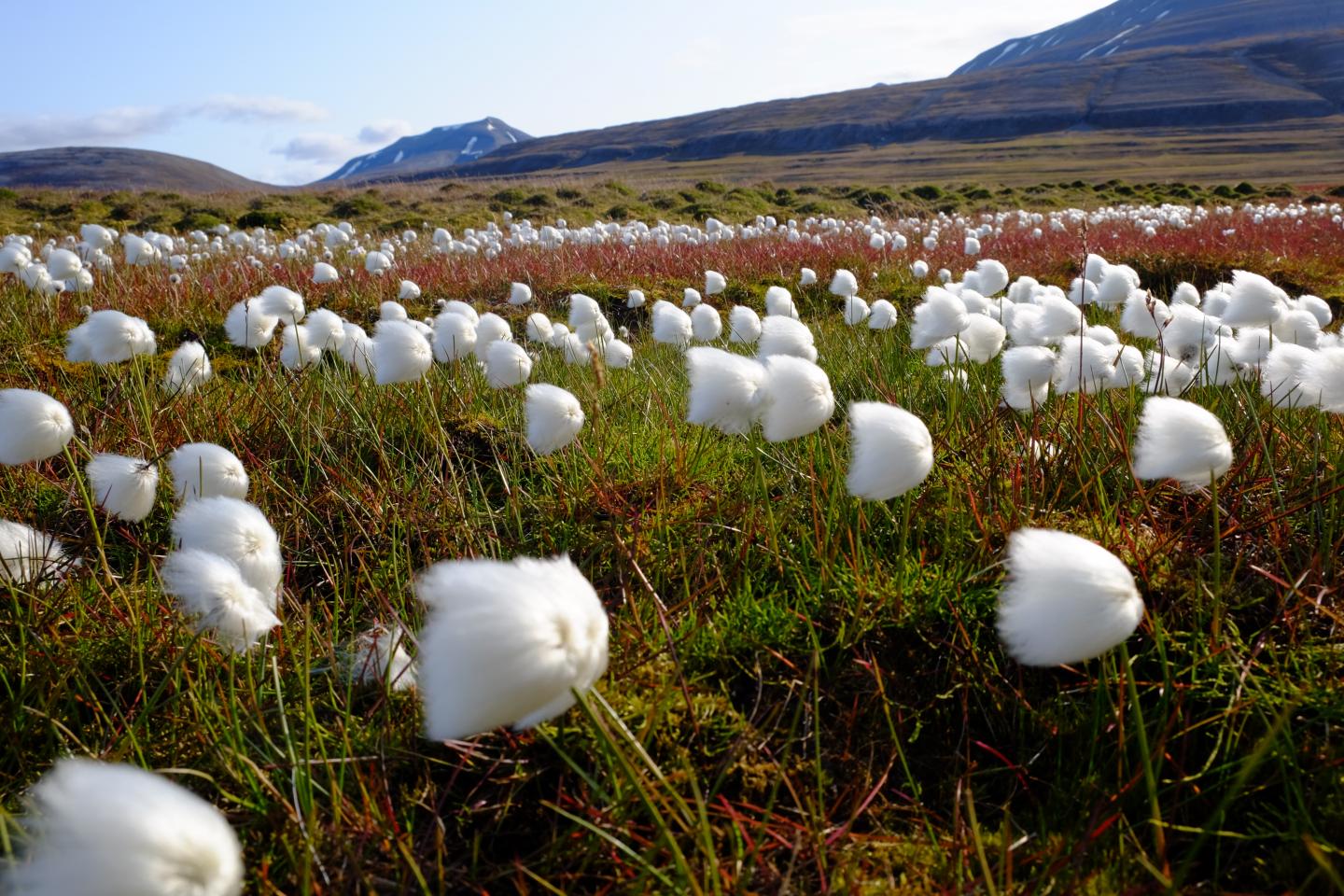 Arctic peatland in Svalbard
