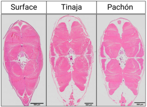 Cross section of muscle cells for surface fish and cavefish