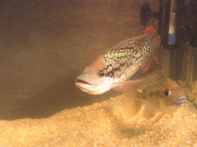 Male and Female <i>Oreochromis mossambicus</i>