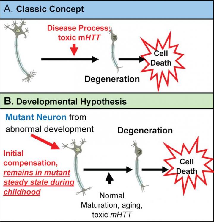Theories of the etiology of Huntington's disease. Credit: Journal of Huntington's Disease.