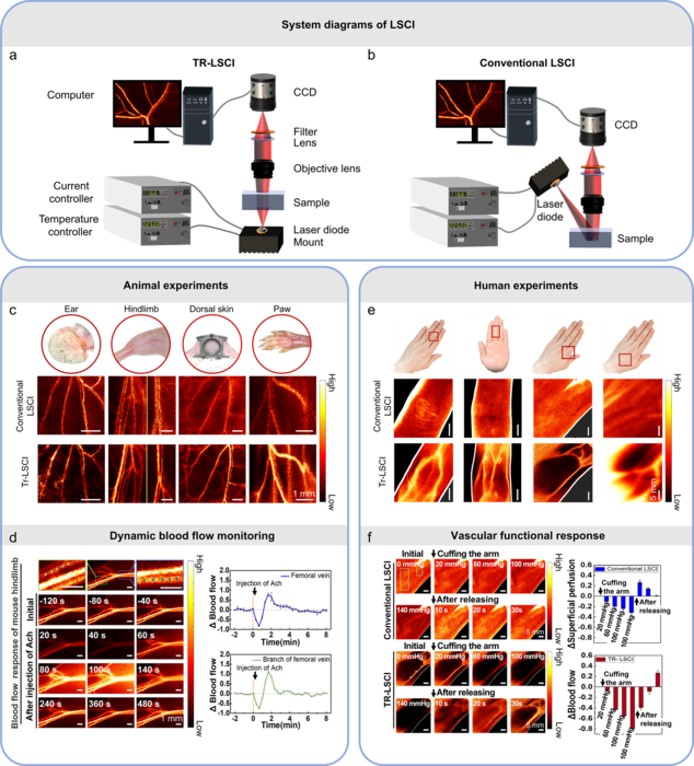 TR-LSCI for animal and human applications