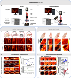 TR-LSCI for animal and human applications