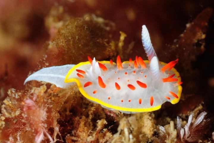 Diaphorodoris papillata