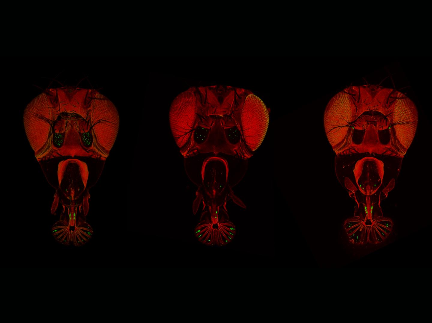 Image1 Newly Identified Taste Neurons Appear in Green