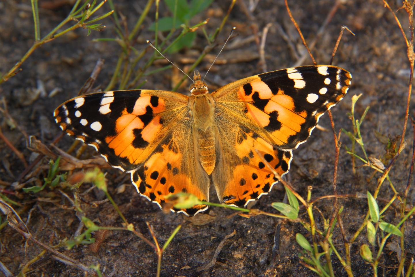 Painted Lady Butterfly