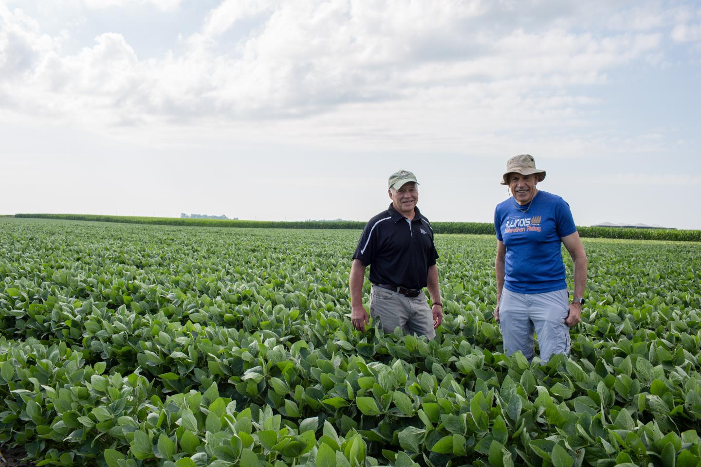 Soybean Field