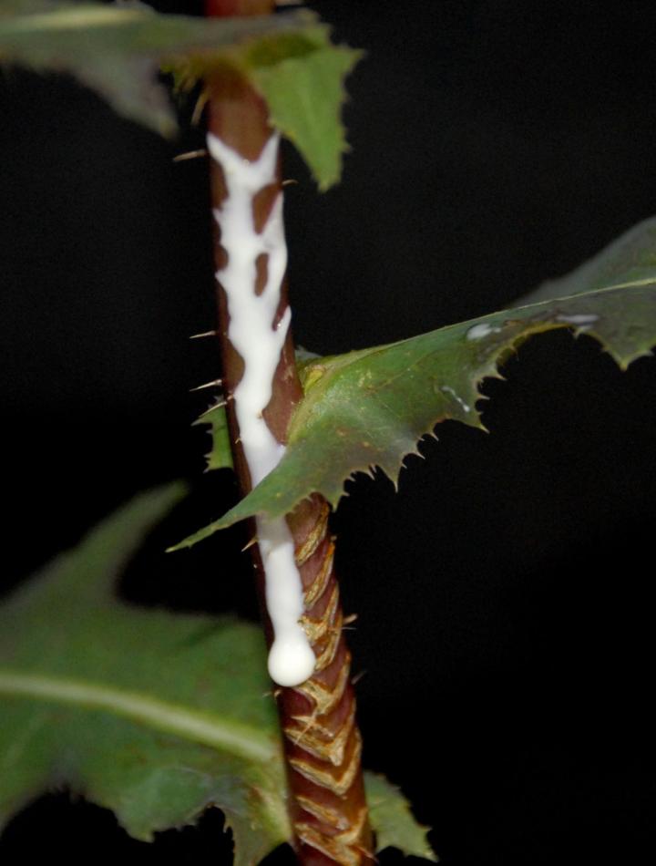 Latex of Prickly Lettuce