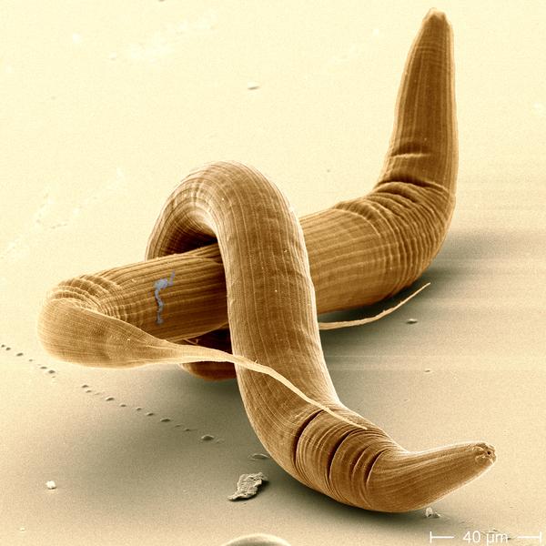 <i>Pristionchus</i> Roundworms