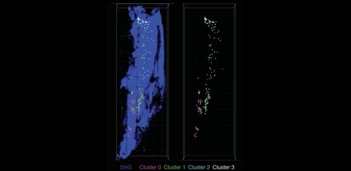 Minimally invasive longitudinal intravital imaging of cellular dynamics in  intact long bone