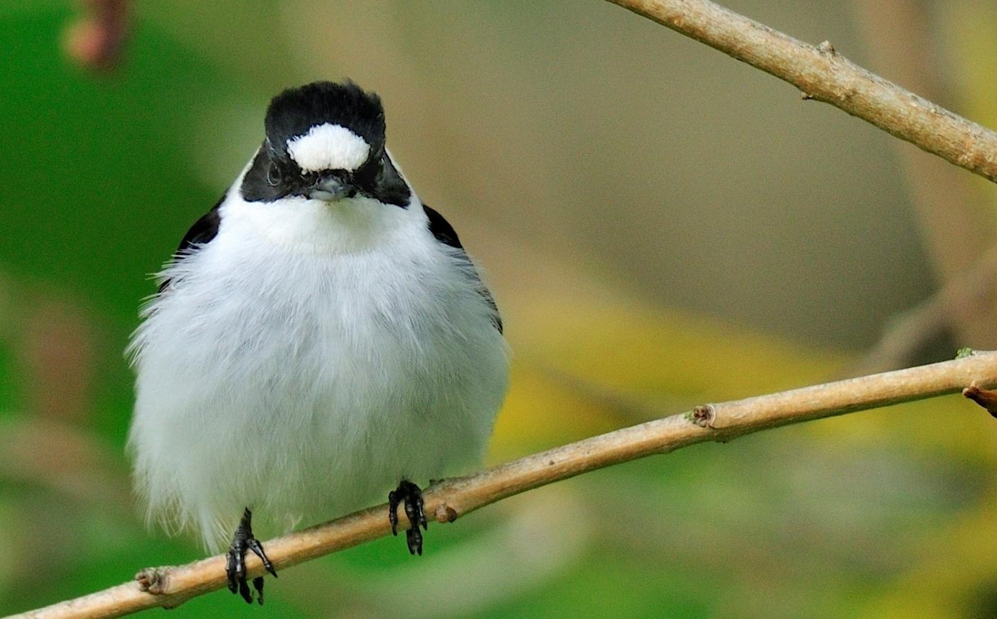 Male Collared Flycatcher (1 of 2)