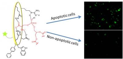 Small Molecule Receptor Detects Lipid's Telltale Sign of Cell Death