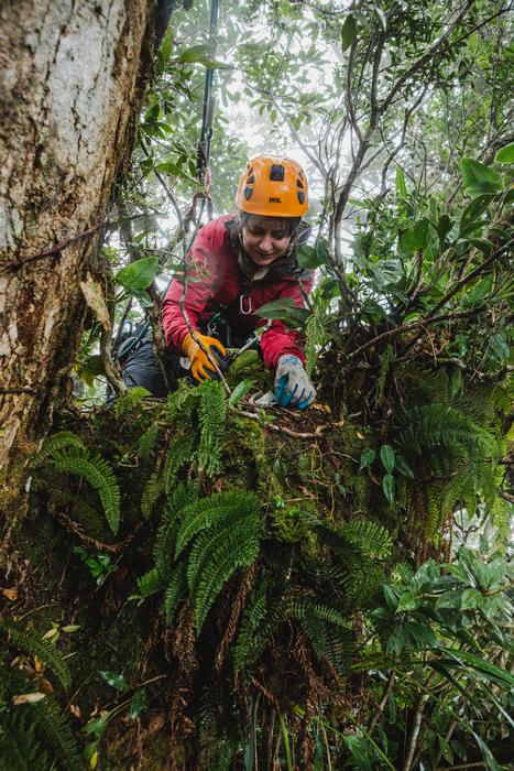 Researcher Jessica Murray in a tree