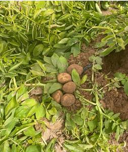 A potato plant