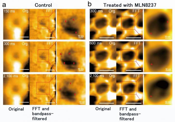 Nanoscale Changes of Nuclear Pore of Cells Treated with MLN8237
