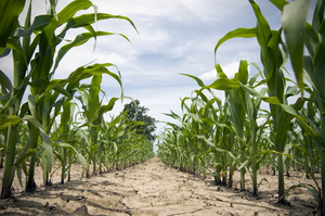 Maize is one major world crop affected by abiotic stresses including extreme heat and drought exacerbated by climate change