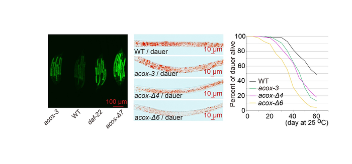 Pheromones ration body fat and facilitates longevity in dauer larvae