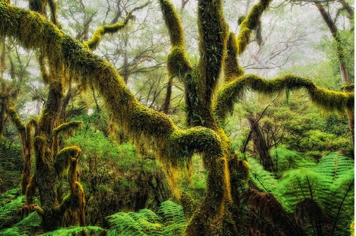 Antarctic Beech, New England National Park in Northern NSW, Australia