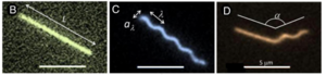 Straight, helical, and rod-helix diblock flagellar filaments.