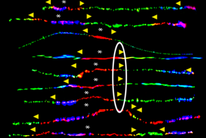 Faulty DNA Repair May Lead to BRCA-Linked Cancers