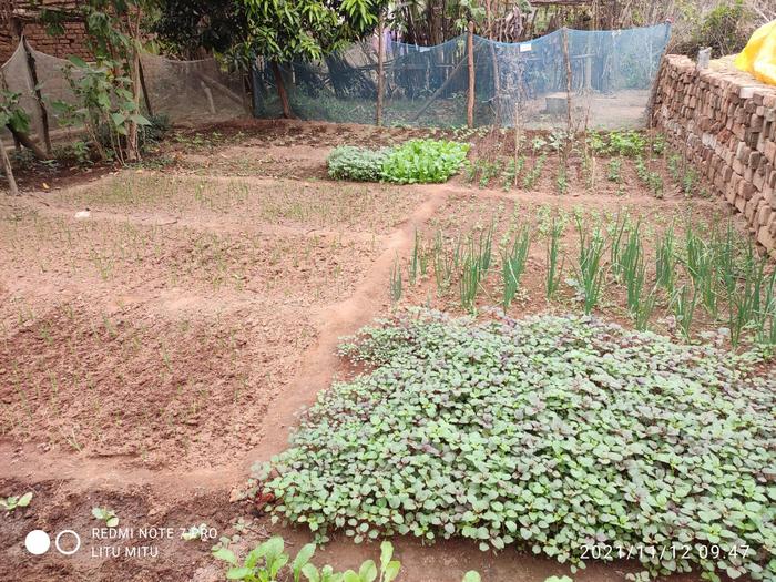 Odisha home garden03