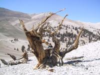 Dead Great Basin Bristlecone Pine