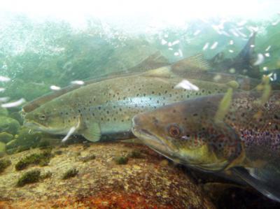 Photo of Atlantic salmon