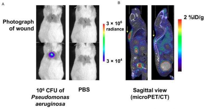 Evaluation of 6"-<sup>18</sup>F-fluoromaltotriose in <i>P. aeruginosa</i> Wound Infection Model