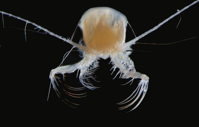 Euchaeta marina (Calanoid Copepod).