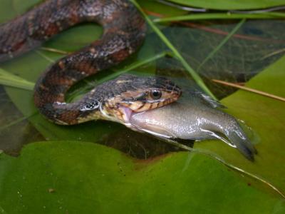 Watersnake Eats Fish