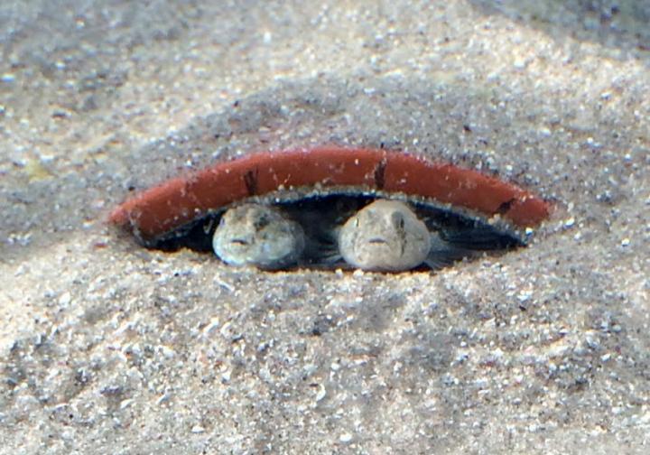 Male and Female (Common Goby) in the Nest