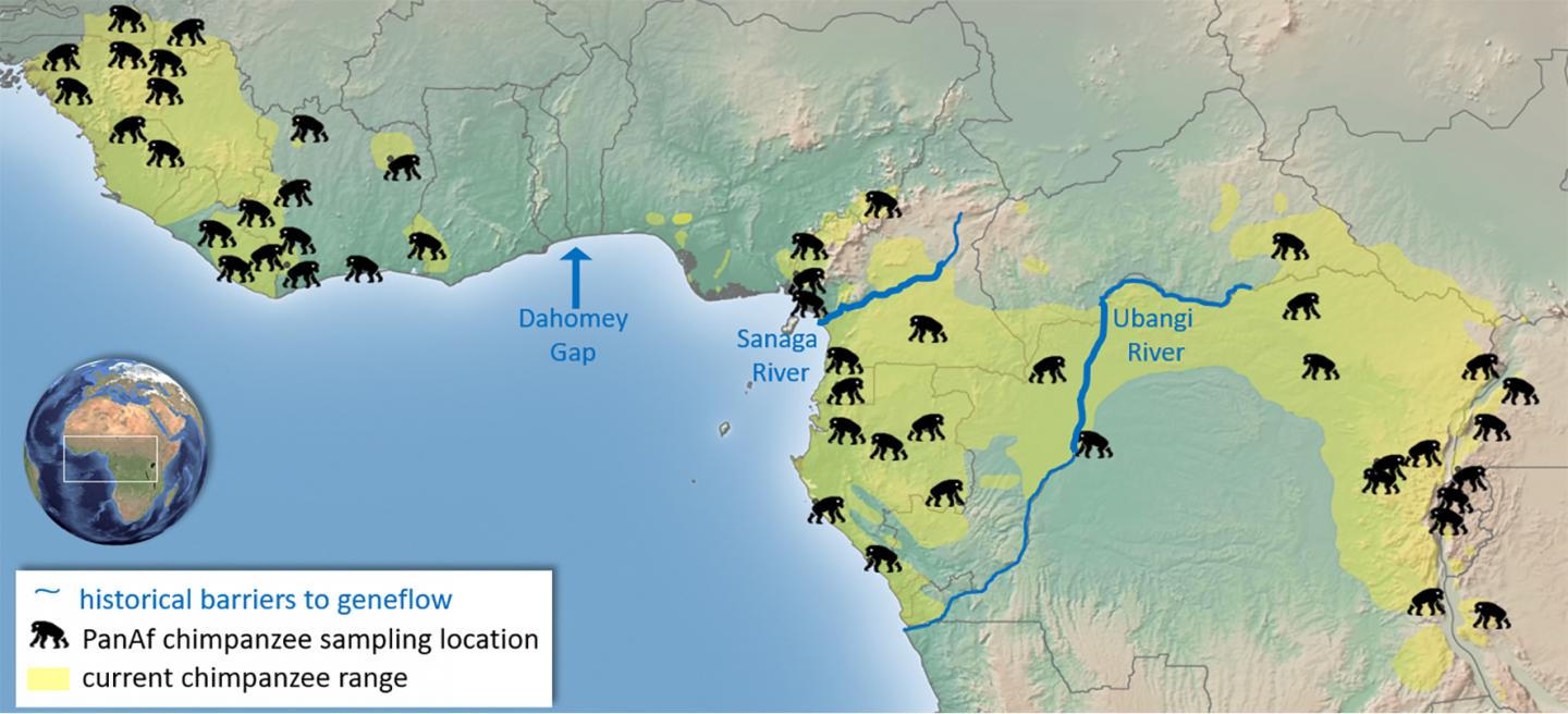 Chimpanzee distribution map