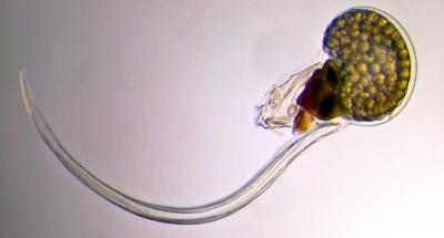 A Simple Chordate: <em>Oikopleura dioica</em>