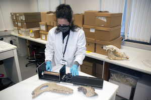 Dr Katherine Kanne from the University of Exeter measuring horse bones found in Goltho, Lincolnshire