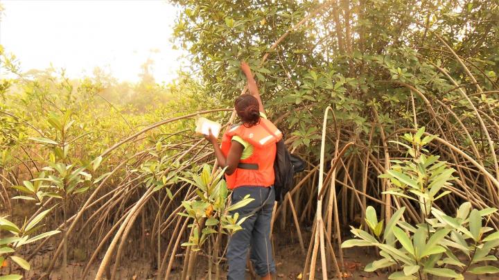 Sampling mangroves