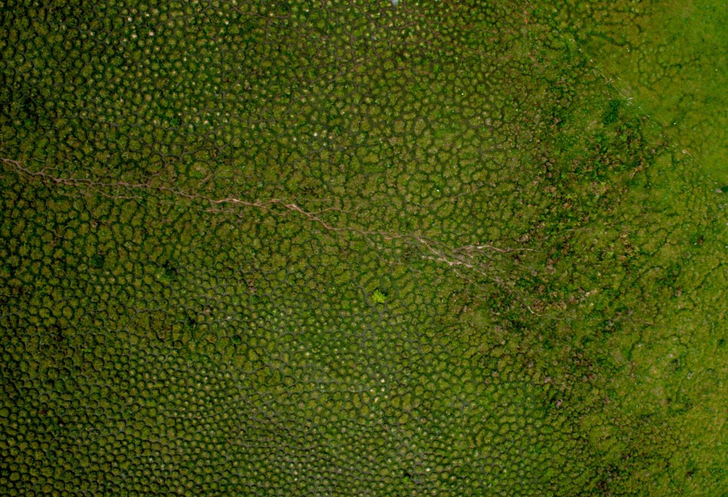 Earthworms Build Huge Mounds Dotting Tropical Wetlands in South America