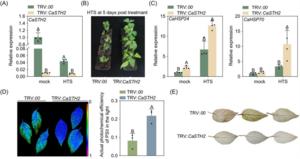 Impact of CaSTH2 silencing on pepper plants’ thermotolerance.