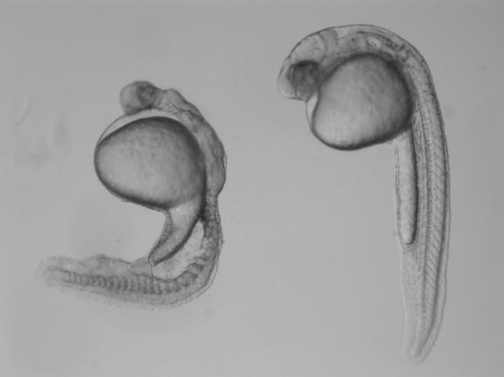 zebrafish embryo drawing