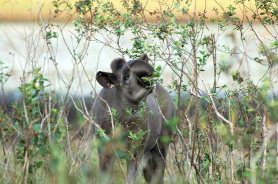 Seed Dispersal by Tapirs