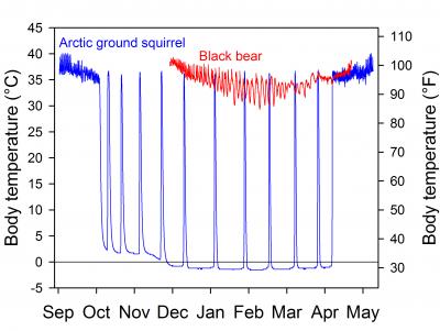 During Hibernation, Bear Metabolism Hits New Low (2 of 12)