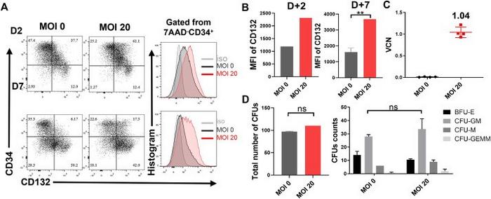 Successful ex vivo transduction of CD34+ cells from patients with X-linked severe combined immunodeficiency disease (X-SCID).