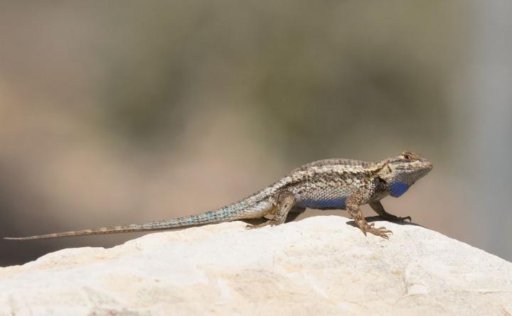 The Color of People's Clothing Affects Lizard Escape Behavior