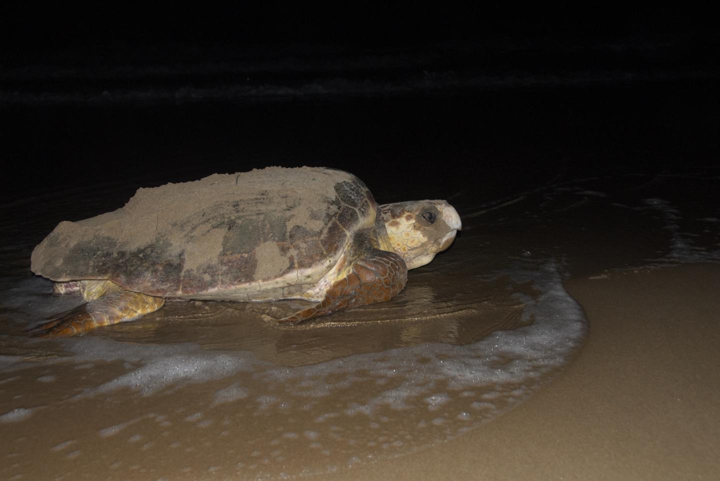 Loggerhead Turtle
