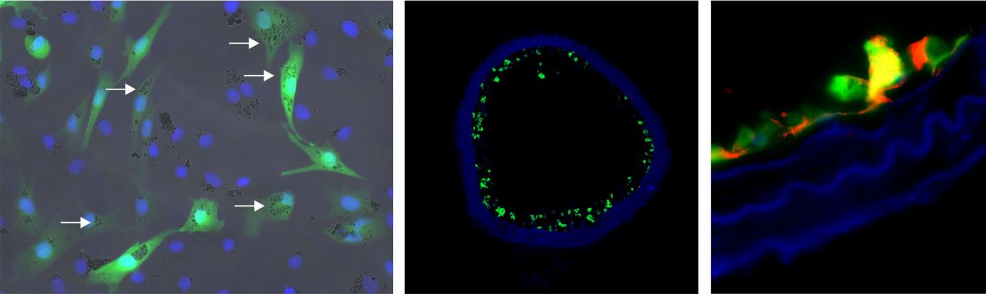 Fluorescence-Labeled Cells with Nanoparticles