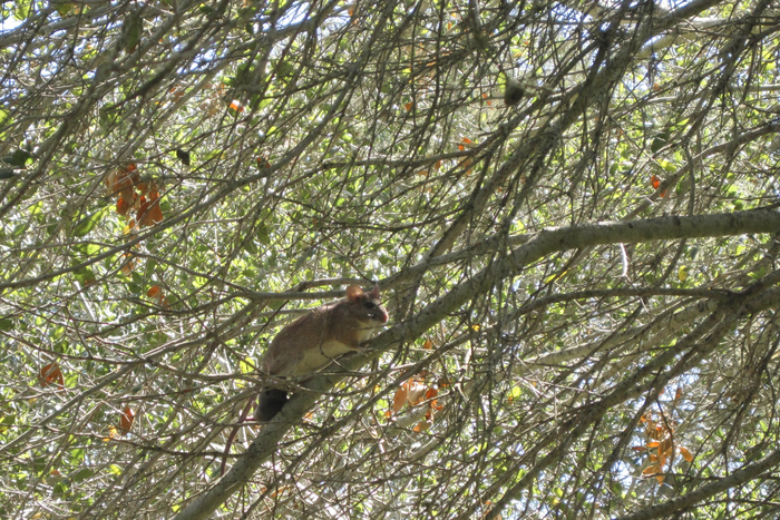 Woodrat in Tree