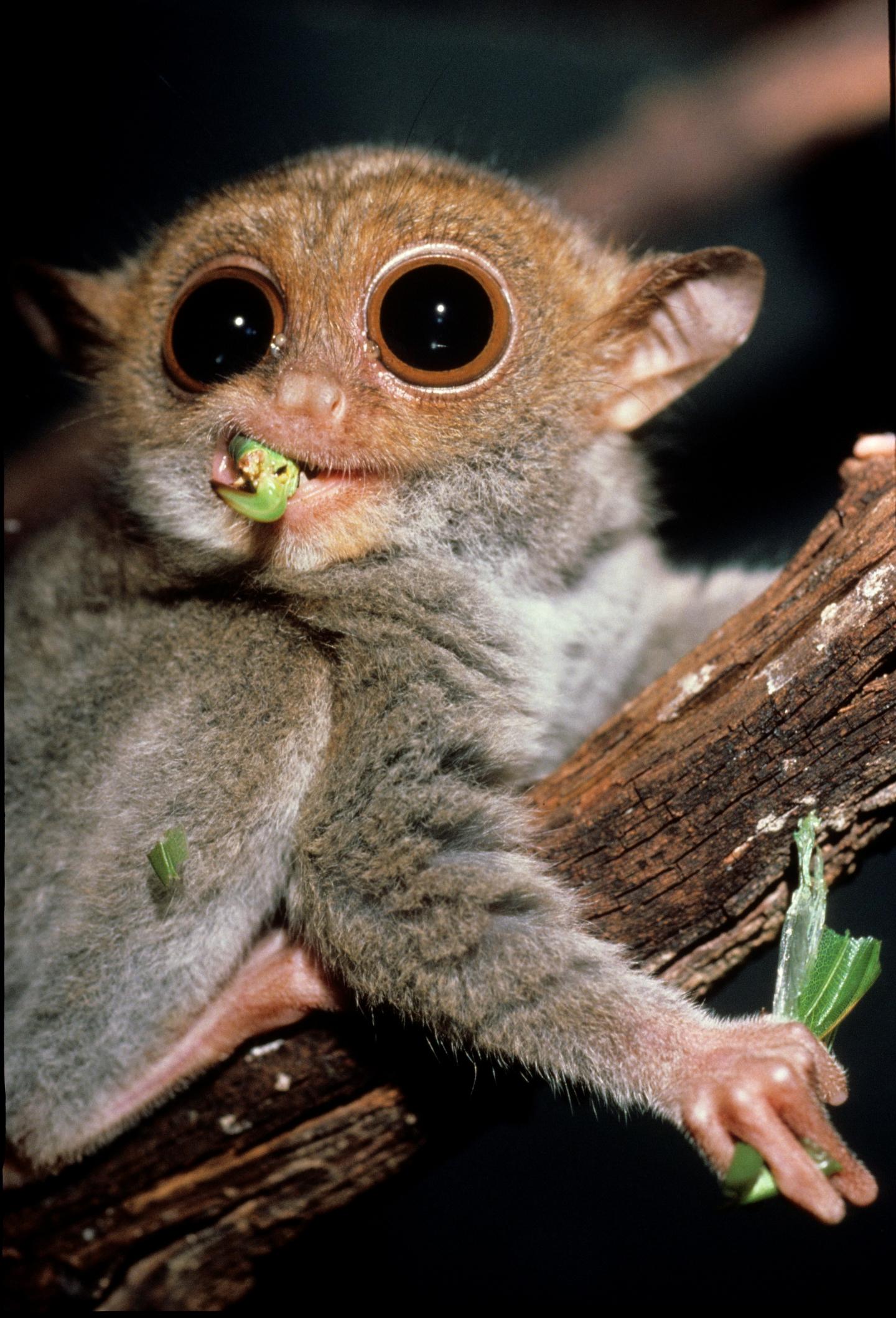 A Philippine Tarsier IMAGE  EurekAlert! Science News Releases