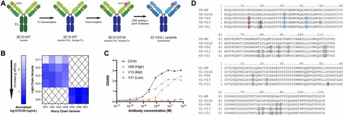 Next-generation cell-penetrating antibodies for tumor targeting and RAD51 inhibition