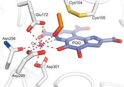 Methanol Dehydrogenase