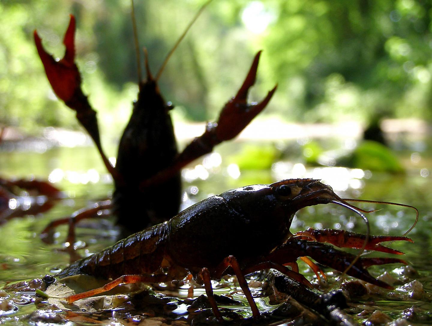 the Global Invasion Routes of the Red Swamp Crayfish, Described Based on Genetics