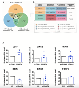 Aging-US | DDIT4 Identified as Candidate Target of HDAC4-Associated Skin Aging